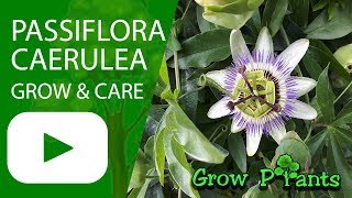 Passiflora caerulea  grow amp care Bluecrown Passionflower [upl. by Asserat358]