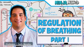 Respiratory  Regulation of Breathing Respiratory Centers Part 1 [upl. by Cantlon]