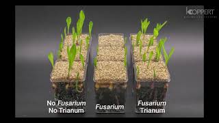 Trichoderma harzianum T22 combats Fusarium in maize plants – Koppert [upl. by Jahdiel287]