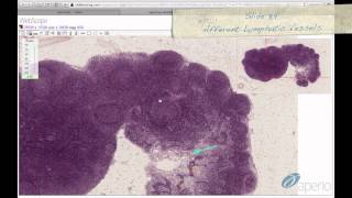 Histology Helper  Lymphoid Tissue Histology [upl. by Nakasuji537]