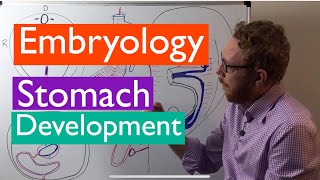 Stomach development  Embryology [upl. by Annelg]