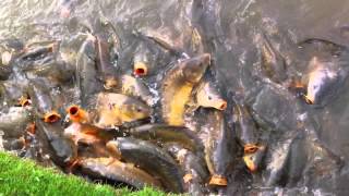 Crazy Carp at Southview Leisure Park Skegness [upl. by Ibbed351]