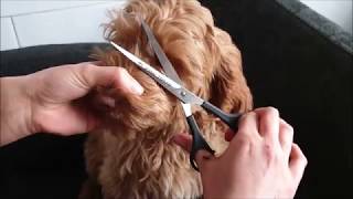 australian labradoodle puppy grooming [upl. by Urbas]