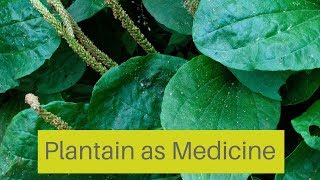 How To Use Plantain as Herbal Medicine [upl. by Anaerdna]