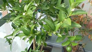 My Limequat Tree is Loaded with Fruit and Flowers Part 4 Successful container growing [upl. by Melisenda]