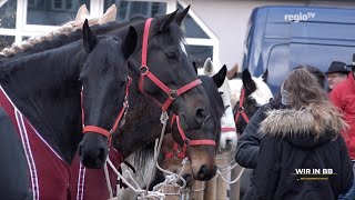 Darfs ein Pferd mehr sein Wir in BB [upl. by Ohploda]