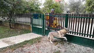 Czechoslovakian Wolfdogs Reaction When See the Postman [upl. by Genie]