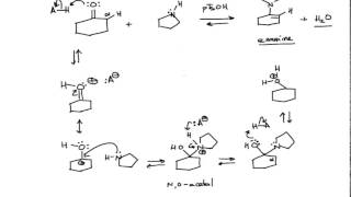 Mechanism of Enamine Formation Organic Chemistry [upl. by Zapot818]