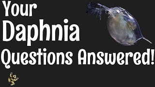 Daphnia Questions Answered [upl. by Glasgo]