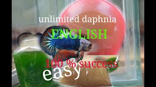 daphnia moina culture Easy way Unlimited production English  with sub Green water Chlorella [upl. by Nnayt]