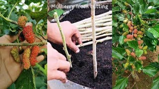 How To Grow A Lot of Mulberry From Cutting [upl. by Phillip]