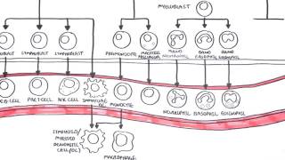 An introduction to Haematopoesis [upl. by Hguh656]