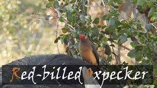 Oxpecker bird  watch how they cling to an animal and eat ticks [upl. by Mclaurin]