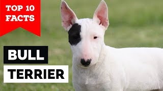 Bull Terrier – Top 10 Facts Cavalier Gladiator [upl. by Ellennad]