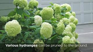 When and How to Prune Ornamental Plants With Examples of Plants that can be Pruned to the Ground [upl. by Nalor]