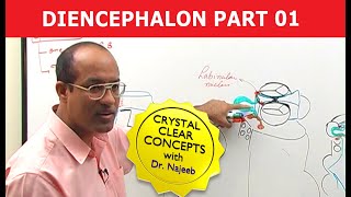 Diencephalon  Neuroanatomy  Part 12 [upl. by Sharai]