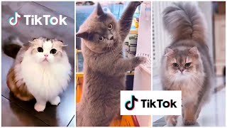 KUMPULAN KUCING LUCU GEMESIN GEMOY BIKIN NGAKAK  Kumpulan Video Tiktok Kucing Lucu Menggemaskan [upl. by Notneiuq797]