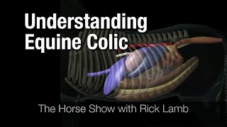 Understanding Equine Colic [upl. by Ridinger357]