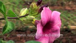 Allamanda blanchetii or Purple Allamanda [upl. by Ttenaj]