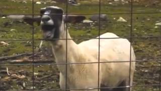 Taylor Swift  Trouble Goat Version FULL SONG [upl. by Ivana]