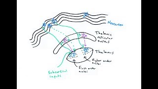 The Thalamus [upl. by Eelahc]