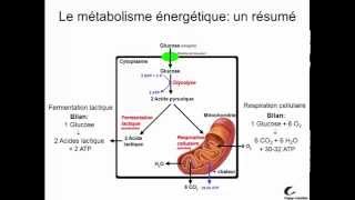 Métabolisme énergétique [upl. by Htebasyle]