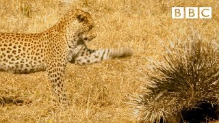 Leopard VS Porcupine  BBC [upl. by Hume]