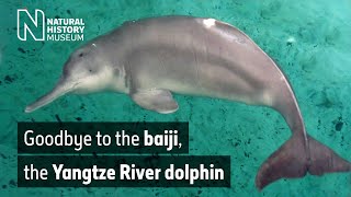 Goodbye to the baiji the Yangtze River dolphin  Natural History Museum [upl. by Elbart]