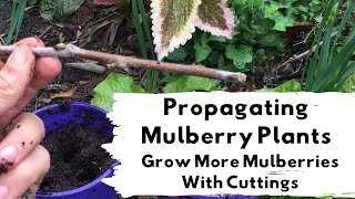 Propagating Mulberry Plants From Cuttings [upl. by Assilen]