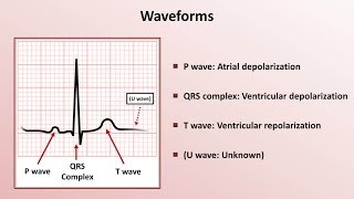 Intro to EKG Interpretation  Waveforms Segments and Intervals [upl. by Aicad]