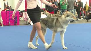 Specialty Czechoslovakian Wolfdog Males Working Class [upl. by Yentuoc]