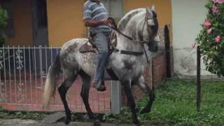 Caballos de Paso Troton Galopero Colombia [upl. by Ettevy]