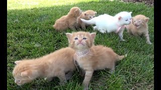 Si Meong Kucing Lucu  Funny Cats and Kittens Meowing [upl. by Everett59]