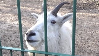 Rocky Mountain Goat Whining Sound Scream Call [upl. by Ambrosius697]