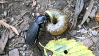 Ground beetle Carabus coriaceus eating a snail [upl. by Bary]