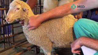 Sheep Subcutaneous Injection technique [upl. by Vey]