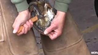 How to use a hoof knife with Chris Gregory [upl. by Lledraw601]