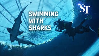 Dive with over a hundred sharks at SEA Aquarium [upl. by Groscr]