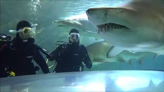 Shark Dive Xtreme  SEA LIFE Sydney Aquarium [upl. by Notneiuq]