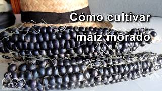 Cómo sembrar y cultivar maíz morado How to Plant Corn Seeds [upl. by Macomber]