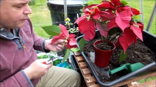 Cutting back and repotting my poinsettia Euphorbia pulcherrima [upl. by Hiroko34]