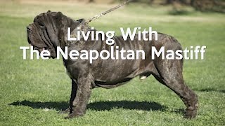 ALL ABOUT LIVING WITH NEAPOLITAN MASTIFFS [upl. by Rambort]