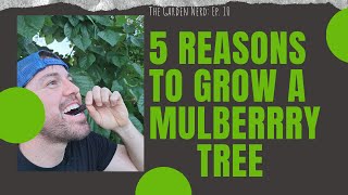 5 Reasons To Plant A Mulberry Tree [upl. by Ecirtnom]