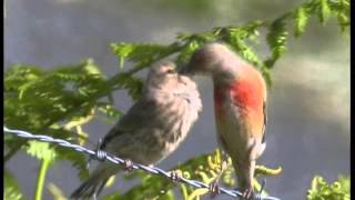 Les Oiseaux de Corrèze N°2Les oiseaux familiers mais discrets [upl. by Savinirs]