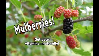 Mulberry Tree Identification and Nutrients [upl. by Airat]