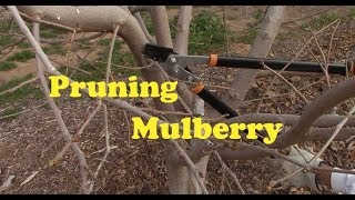 Pruning Mulberry 2019 [upl. by Beatrisa]