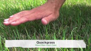 Crabgrass vs Quackgrass or Tall Fescue  Weedy Grasses [upl. by Iggy429]