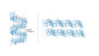 La struttura delle proteine 20200425 [upl. by Atiuqehs]