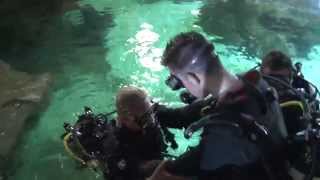 News Diving With Sharks at Blue Planet Aquarium [upl. by Attennyl469]