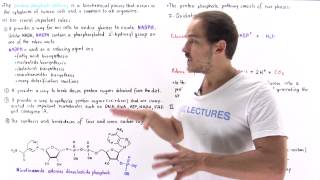 Introduction to Pentose Phosphate Pathway [upl. by Kablesh364]